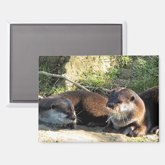 OTTERS MAGNET (Vorderseite/Rückseite)