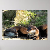OTTERS POSTER (Vorne)