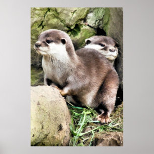 OTTERS POSTER