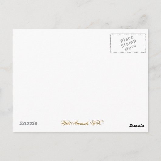 OTTERS POSTKARTE (Rückseite)