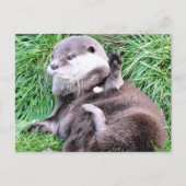 OTTERS POSTKARTE (Vorderseite)