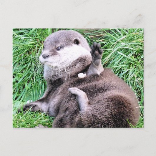 OTTERS POSTKARTE (Vorderseite)