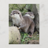 OTTERS POSTKARTE (Vorderseite)