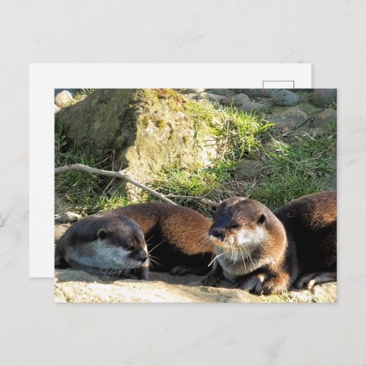 OTTERS POSTKARTE (Vorne/Hinten)