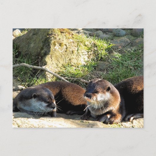 OTTERS POSTKARTE (Vorderseite)