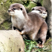 OTTERS SCHLÜSSELANHÄNGER