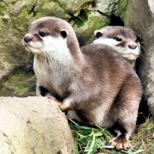 OTTERS SCHÜRZE