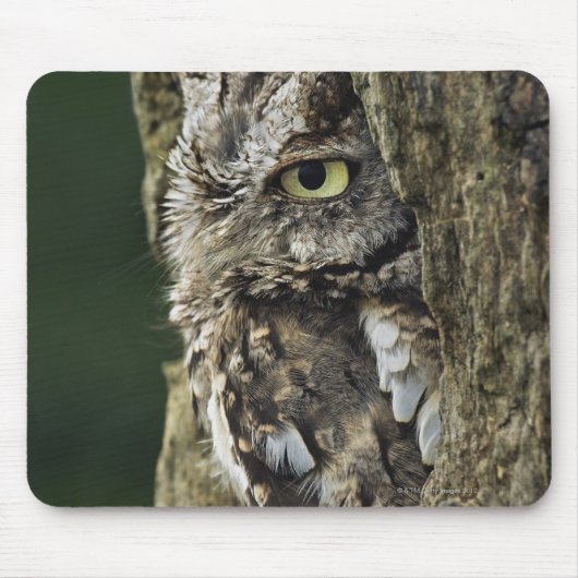 Otusoase (graue Phase) Mousepad (Vorne)