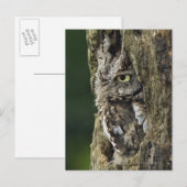 Otusoase (graue Phase) Postkarte (Vorne/Hinten)