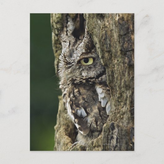 Otusoase (graue Phase) Postkarte (Vorderseite)