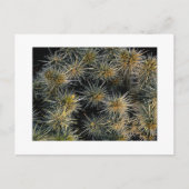 "Ouch Cluster" Postkarte (Vorderseite)