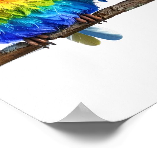 Out on a limb -- Birds Poster (Ecke)