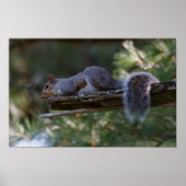 Out on a Limb Poster (Vorne)