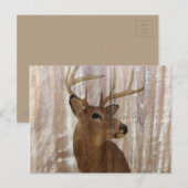 Outdoorsman-Western Primitive Scheunenbaum Postkarte (Vorne/Hinten)