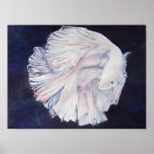 Outstanding White Fighter Fish Poster (Vorne)