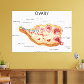 Ovarialweibchen Leinwanddruck (Insitu (Wohnzimmer))