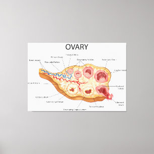 Ovarialweibchen Leinwanddruck