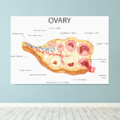 Ovarialweibchen Leinwanddruck (Insitu (Holzboden))