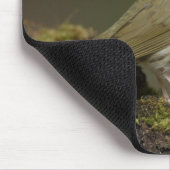 Ovenbird Mousepad (Ecke)