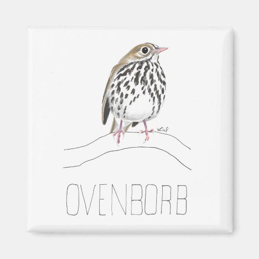 Ovenborb (Ovenbird) Magnet (Vorne)