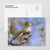 Ovenvogel Postkarte (Vorne/Hinten)