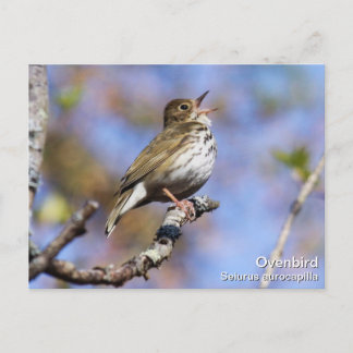 Ovenvogel Postkarte