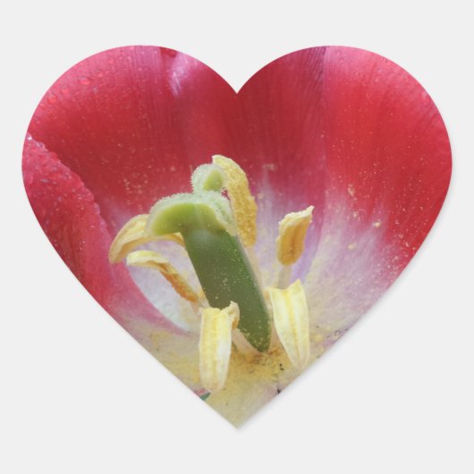 Overblown Tulip Blume Heart Sticker (Vorderseite)