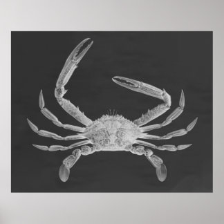 Oversified Crab Triptych Poster Print