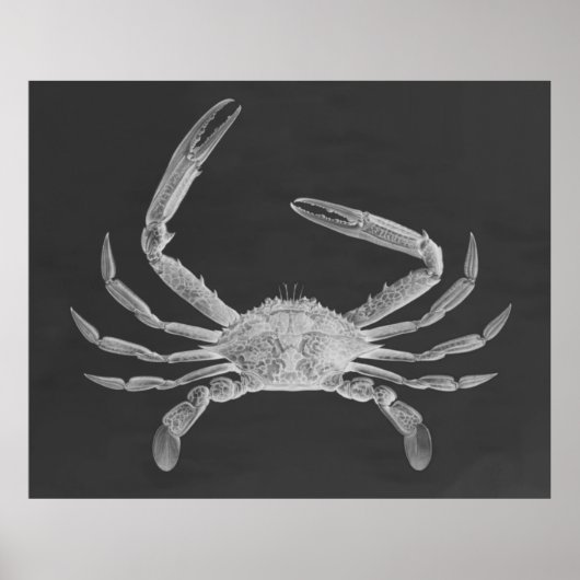Oversified Crab Triptych Poster Print (Vorne)