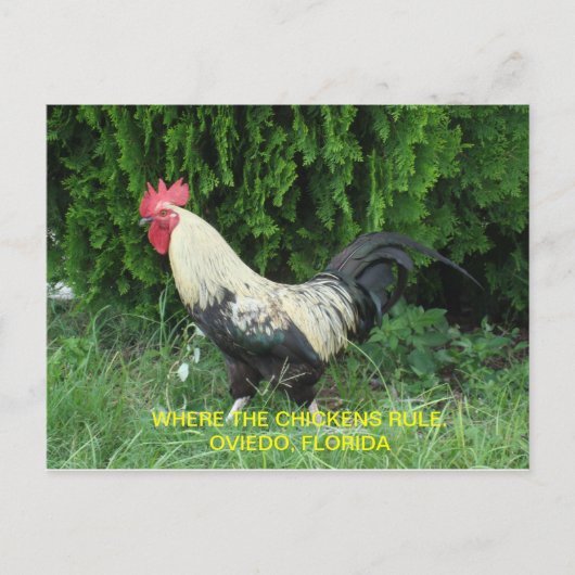 Oviedo-Huhn-Postkarte Postkarte (Vorderseite)