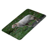 Ovis aries magnet (Linke Seite)