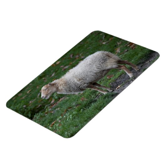 Ovis aries magnet (Linke Seite)