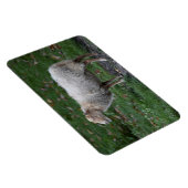 Ovis aries magnet (Rechte Seite)