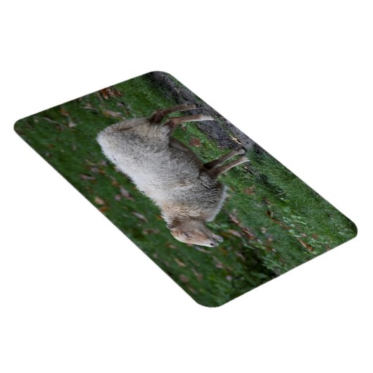 Ovis aries magnet (Rechte Seite)