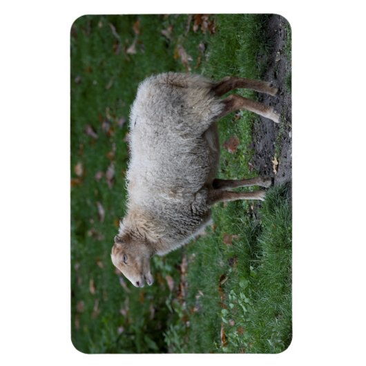 Ovis aries magnet (Vertikal)