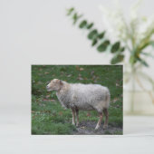 Ovis aries postkarte (Stehend Vorderseite)