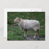 Ovis aries postkarte (Vorne/Hinten)