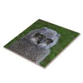Owl_20180215_by_JAMFoto Fliese (Seite)