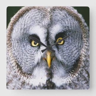 Owl 2 Uhr