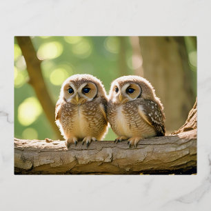 Owl Animal Nature Zuneigung Folien Feiertagspostkarte