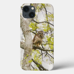 Owl Art Wild Nature Phone Case