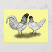 Owl Beard Chickens Postkarte (Vorderseite)