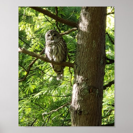 Owl bei Van Dusen Botanischer Garten Vancouver Can Poster (Vorne)