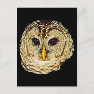 Owl-Bild Postkarte