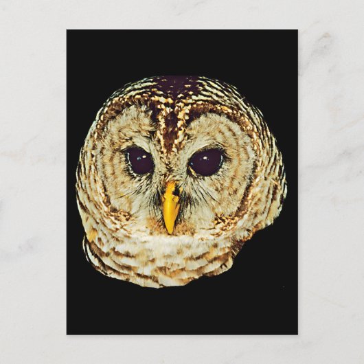 Owl-Bild Postkarte (Vorderseite)