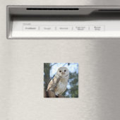 Owl Bird Animal Feathers Nature Peace Liebe Destin Magnet (In Situ (Geschirrspüler))