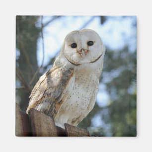 Owl Bird Animal Feathers Nature Peace Liebe Destin Magnet