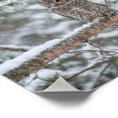 Owl bird poster (Ecke)