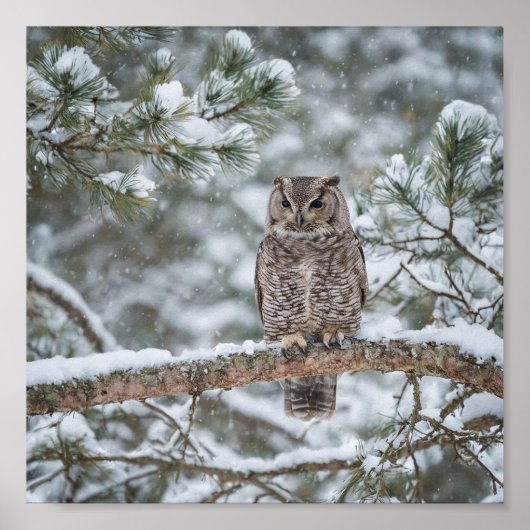 Owl bird poster (Vorne)