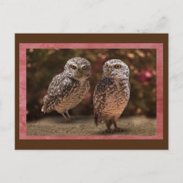 Owl Buddies Postüberqueren Postkarte